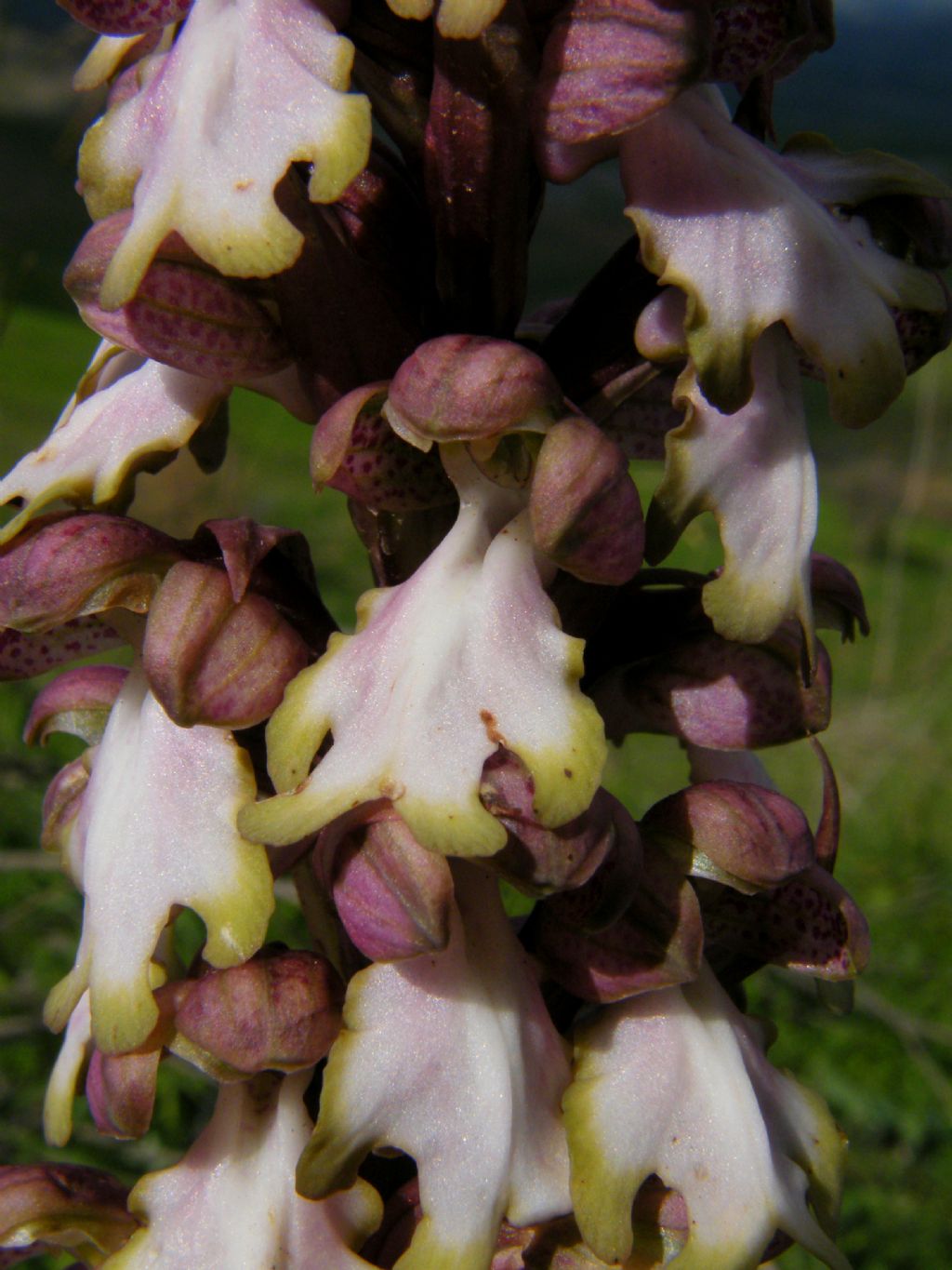 Himantoglossum robertianum (apocromatico)